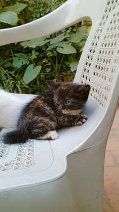 Black and brown persian blue eyes kitten (Negotiable price)