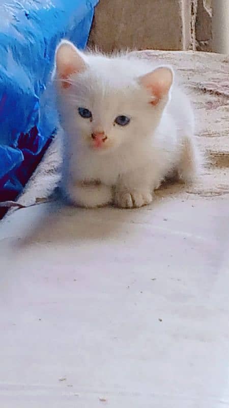 White Persian blue eyes kittens (Negotiable price) 4