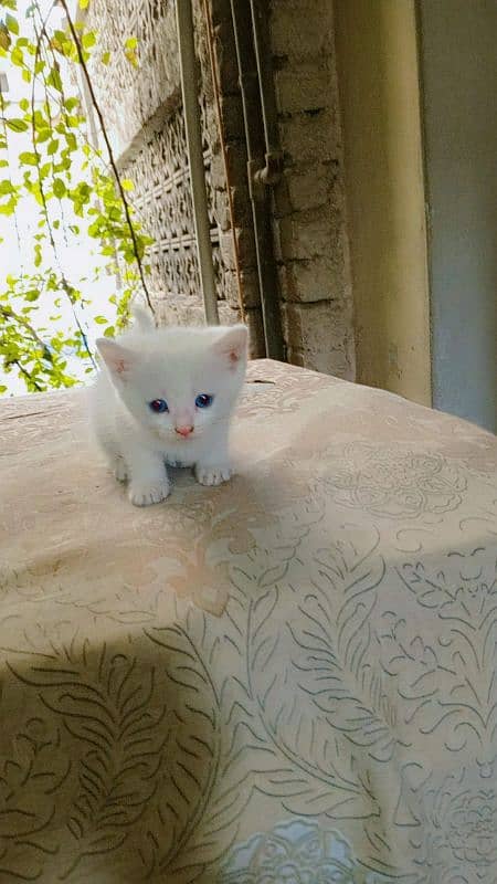 White Persian blue eyes kittens (Negotiable price) 5