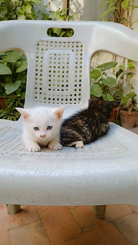 White Persian blue eyes kittens (Negotiable price) 8