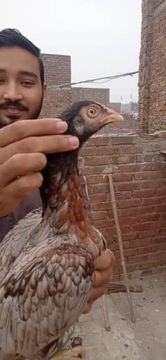 aseel hen for sale