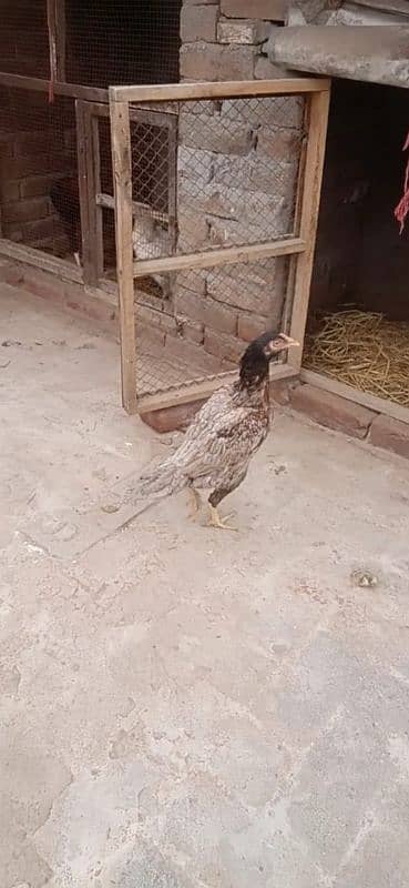 aseel hen for sale 4