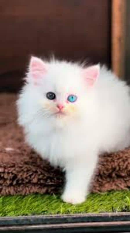 Persion triple code odd eyes female cats urgent sale 0