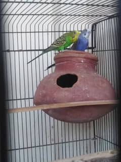 budgies