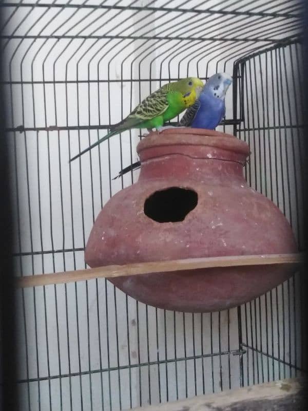 budgies pair 0