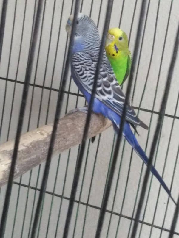 budgies pair 2