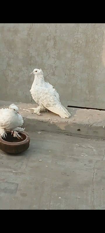 white frill pair 2