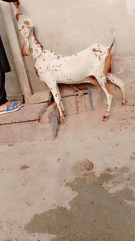 Doodh wali bakri. 1