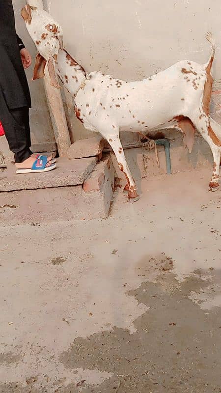 Doodh wali bakri. 2