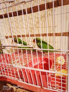 plum headed parrot pair with cage