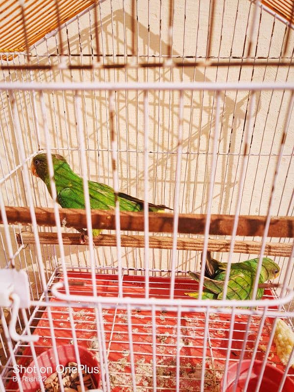 plum headed parrot pair with cage 1