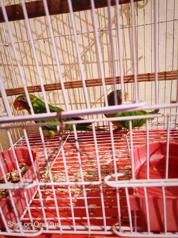 plum headed parrot pair with cage 2