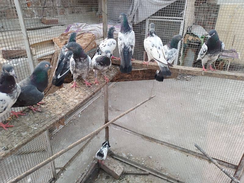 breeder pairs zakh,golden,nila,dab wala,tady,band ankh,nil dumba r 0