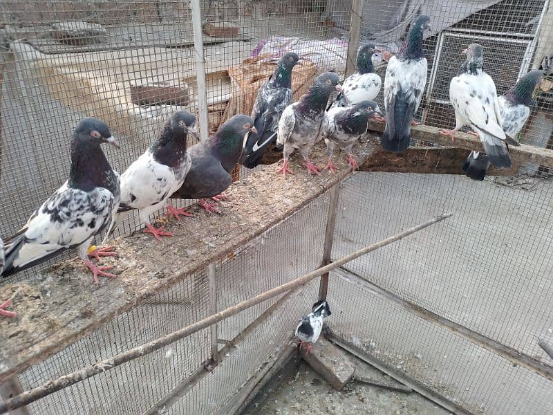 breeder pairs zakh,golden,nila,dab wala,tady,band ankh,nil dumba r 1