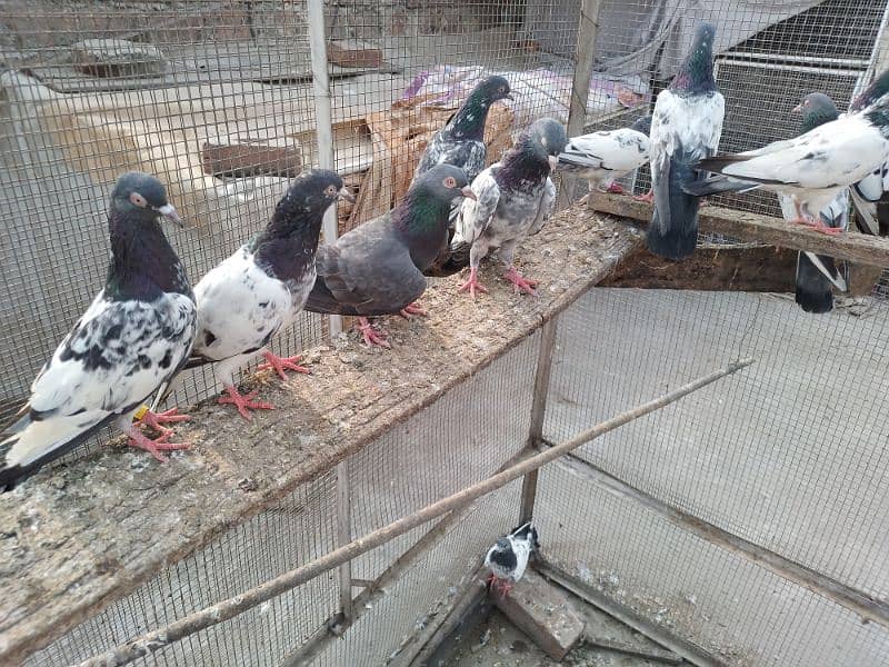 breeder pairs zakh,golden,nila,dab wala,tady,band ankh,nil dumba r 4