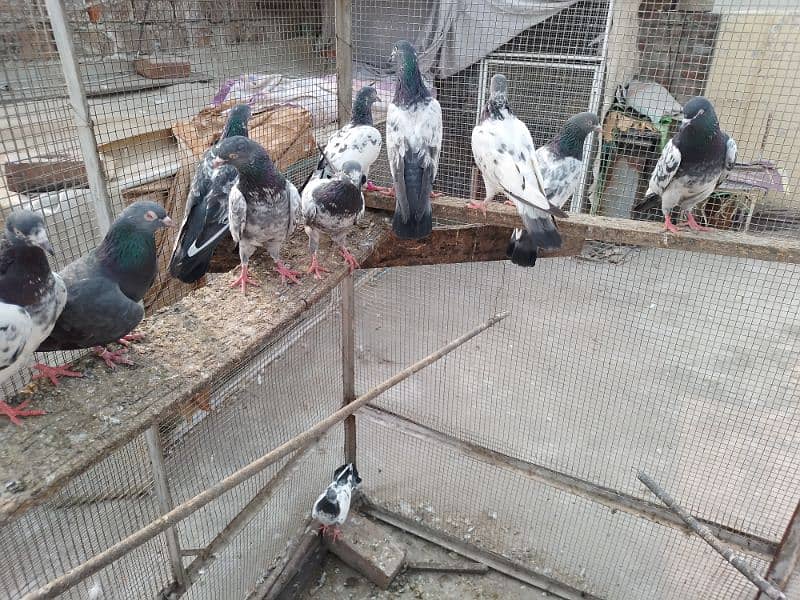 breeder pairs zakh,golden,nila,dab wala,tady,band ankh,nil dumba r 5