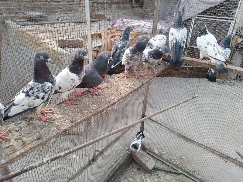 breeder pairs zakh,golden,nila,dab wala,tady,band ankh,nil dumba r 6