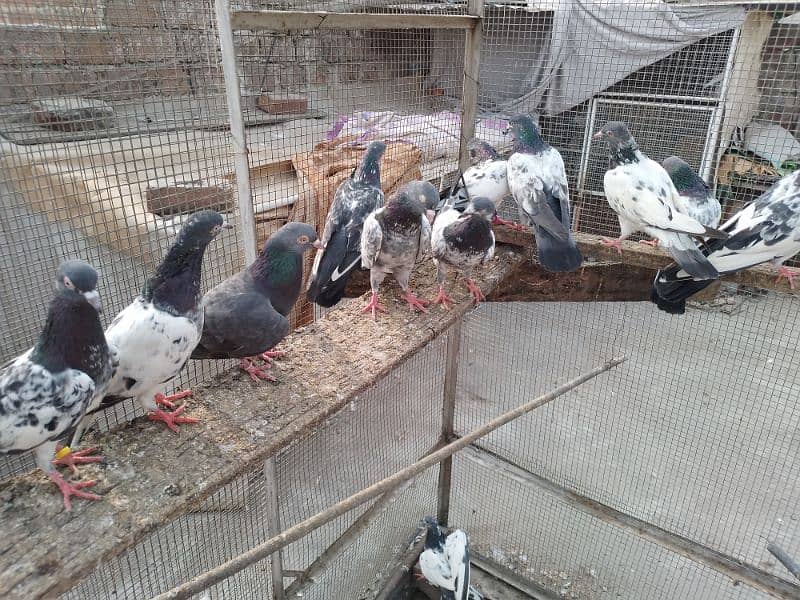 breeder pairs zakh,golden,nila,dab wala,tady,band ankh,nil dumba r 7