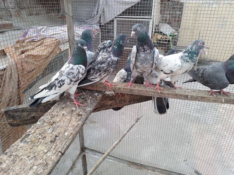 breeder pairs zakh,golden,nila,dab wala,tady,band ankh,nil dumba r 8