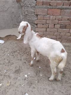 Desi bakri/ goat / bakri/ 3month goat baby