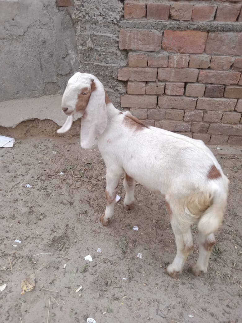 Desi bakri/ goat / bakri/ 3month goat baby 0