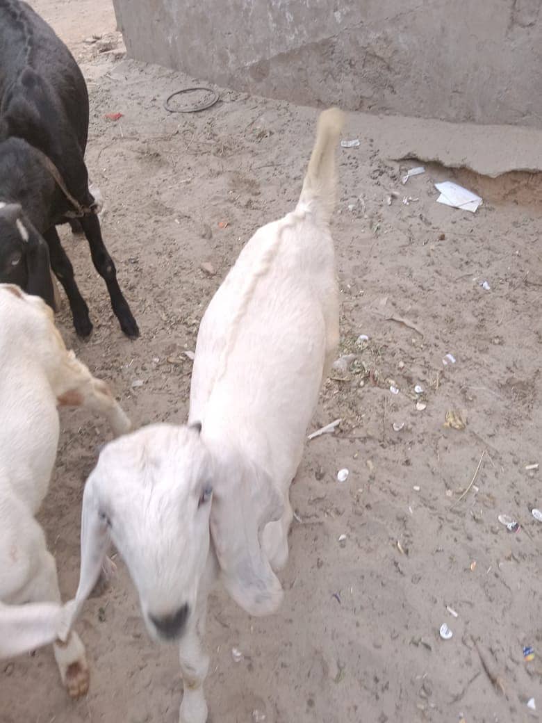 Desi bakri/ goat / bakri/ 3month goat baby 1