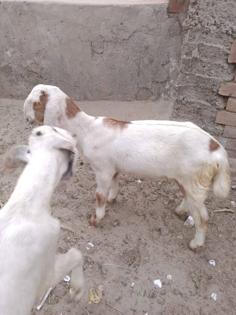 Desi bakri/ goat / bakri/ 3month goat baby 2