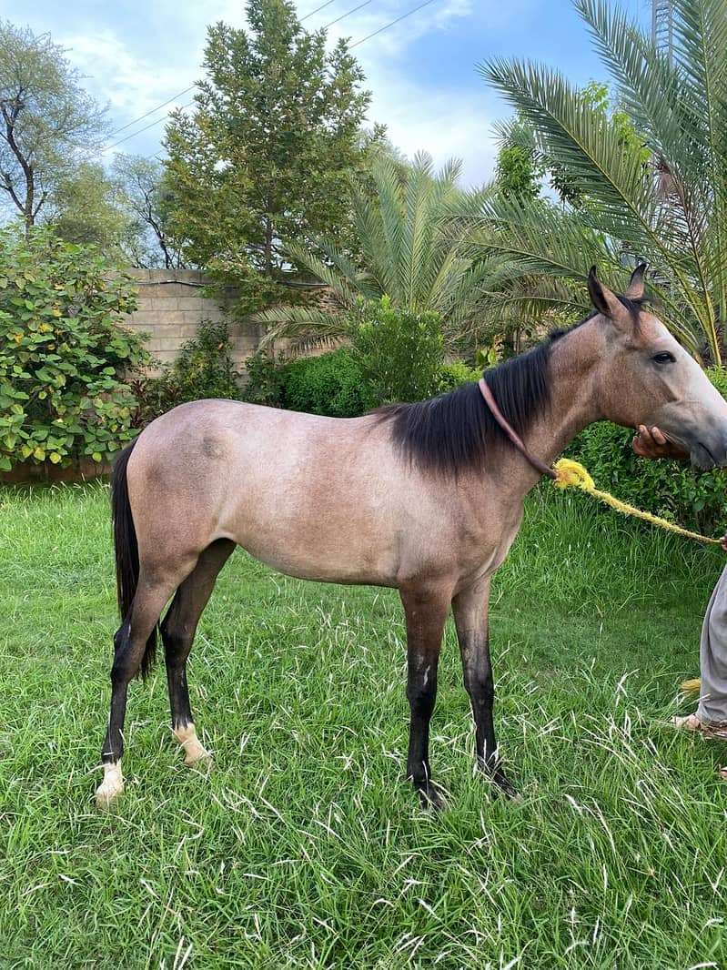 13 Months Fresh Beautifull Filly for Sale in Rawalpindi 1