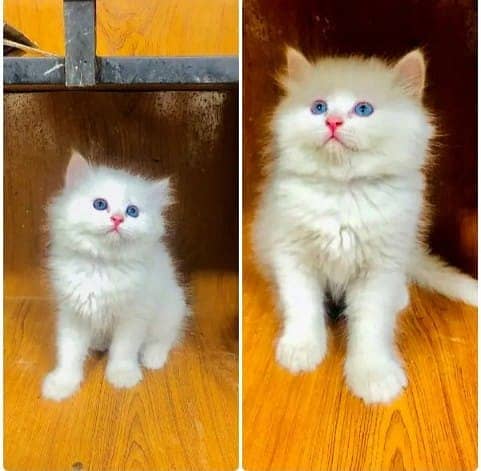 Persian Kitten | fluffy cat | cat for sale | kitten | 03287625932 1