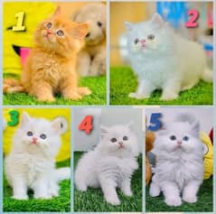 Persian Kitten | fluffy cat | cat for sale | kitten | 03287625932