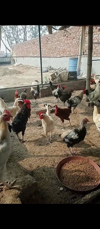 aseel pathiyan chicks murghiyan for sale 16