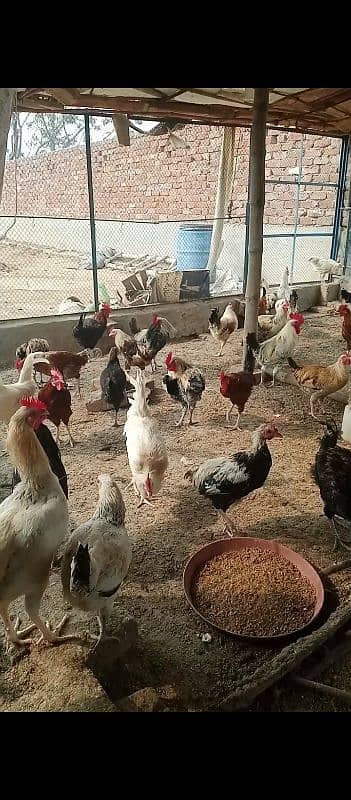 aseel pathiyan chicks murghiyan for sale 17