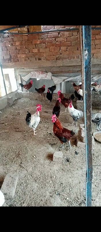 aseel pathiyan chicks murghiyan for sale 18