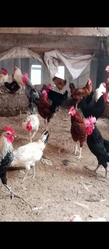 aseel pathiyan chicks murghiyan for sale 19