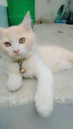 persian kitten