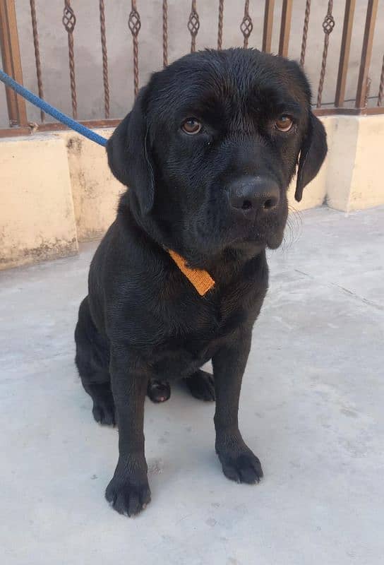 british labradorretriever male pup , age 12 months , available 0