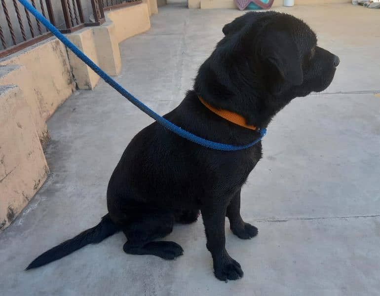 british labradorretriever male pup , age 12 months , available 1