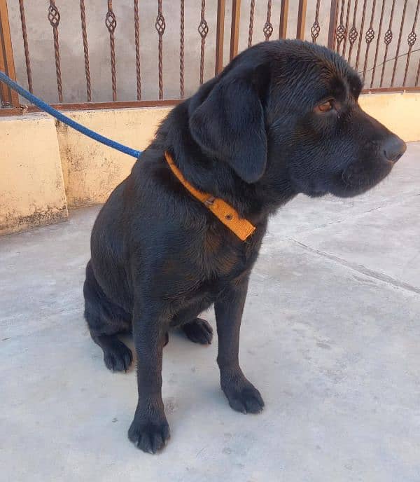 british labradorretriever male pup , age 12 months , available 2