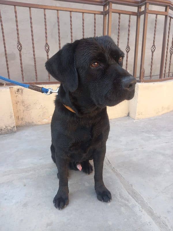 british labradorretriever male pup , age 12 months , available 3