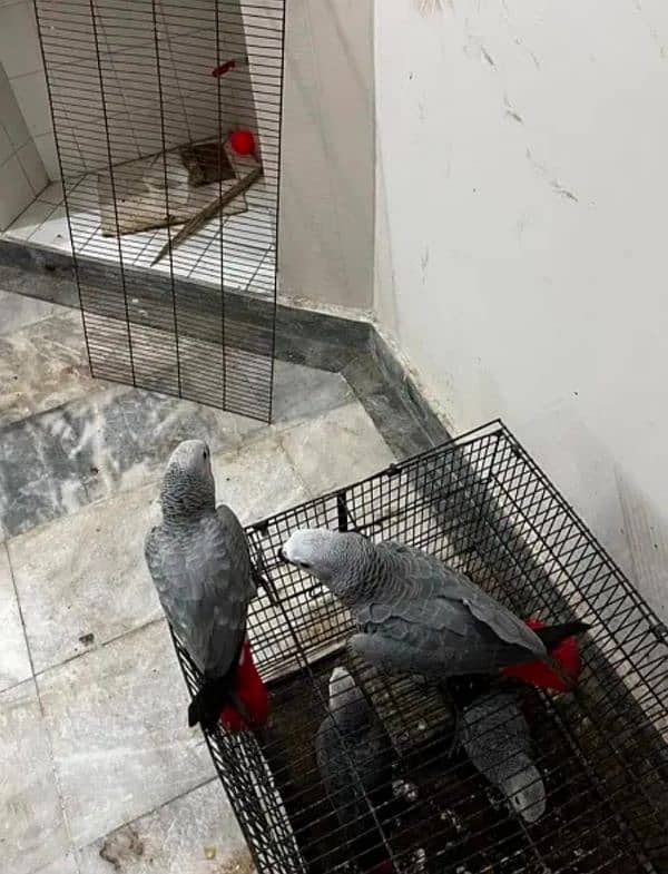 African grey parrot checks for sale 03324552771 0