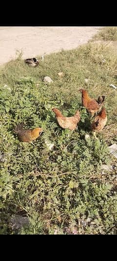 golden misri hens