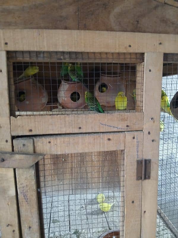 Home breed budgies breeder pair 0