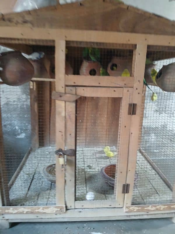 Home breed budgies breeder pair 2