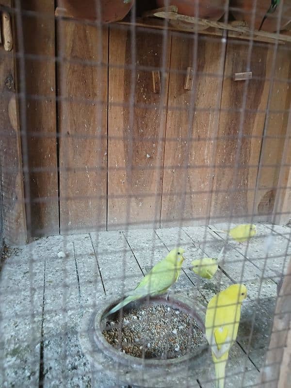 Home breed budgies breeder pair 3