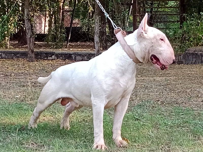 Imported English bull terrier pair available for farm house's 3