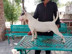 Imported English bull terrier pair available for farm house's