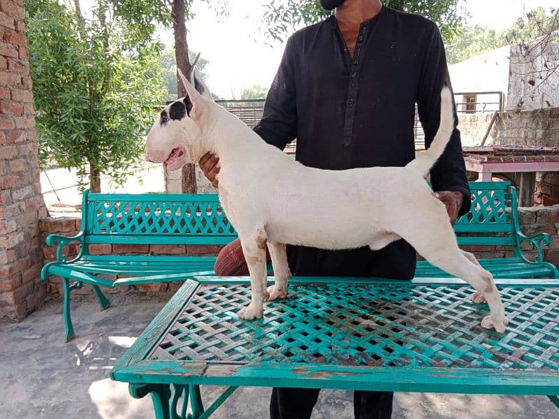 Imported English bull terrier pair available for farm house's 2