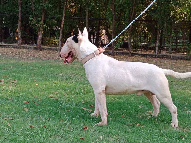 Imported English bull terrier pair available for farm house's 6