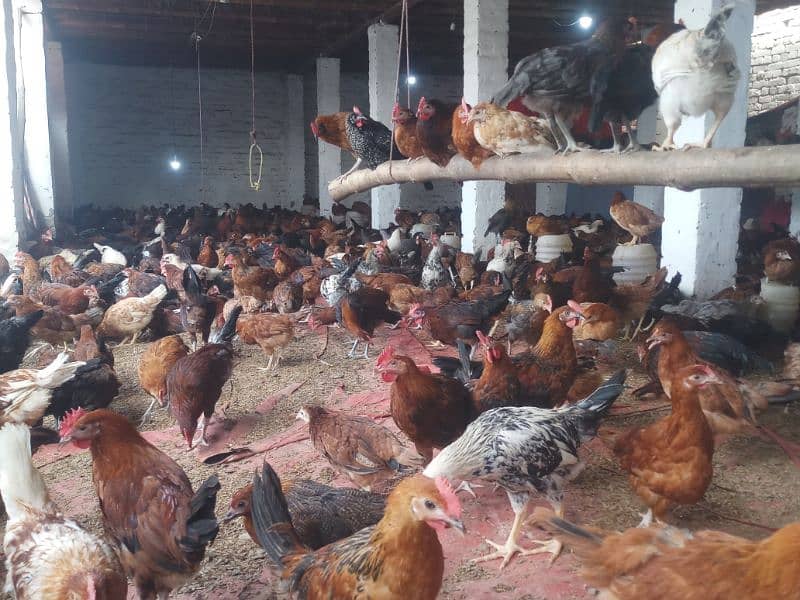 golden misri mix 1400 birds for sale in burewala 0