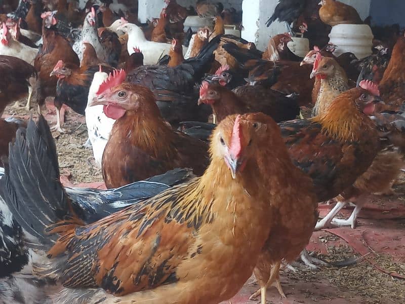 golden misri mix 1400 birds for sale in burewala 1